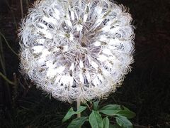 -大塘金香草谷