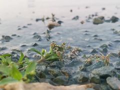 -天屿湖