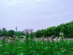 -广东花都香草世界旅游度假区
