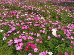 -天适樱花悠乐园