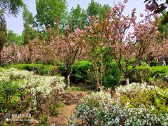 -长白岛森林公园