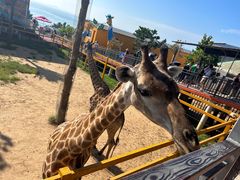 -西霞口神雕山野生动物世界