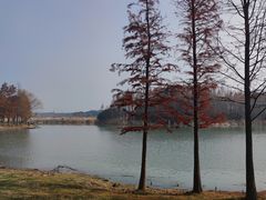 -贡湖湾湿地公园