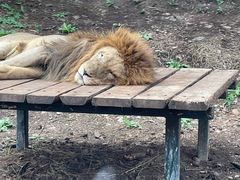 -大连森林动物园