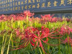 -西安大兴善寺
