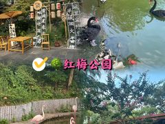 -红梅公园