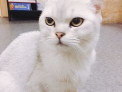 -猫色咖啡·猫咖