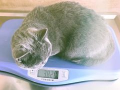 -瑞派长江宠物医院·猫科·外科·24小时夜护(谊城公寓分院)