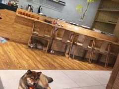 -柴务处·柴犬主题狗咖