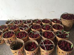 -西山樟坞健康果园枇杷杨梅采摘