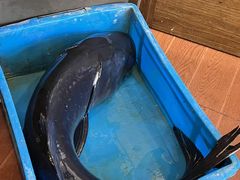 -旭龙鱼头王(航华店)