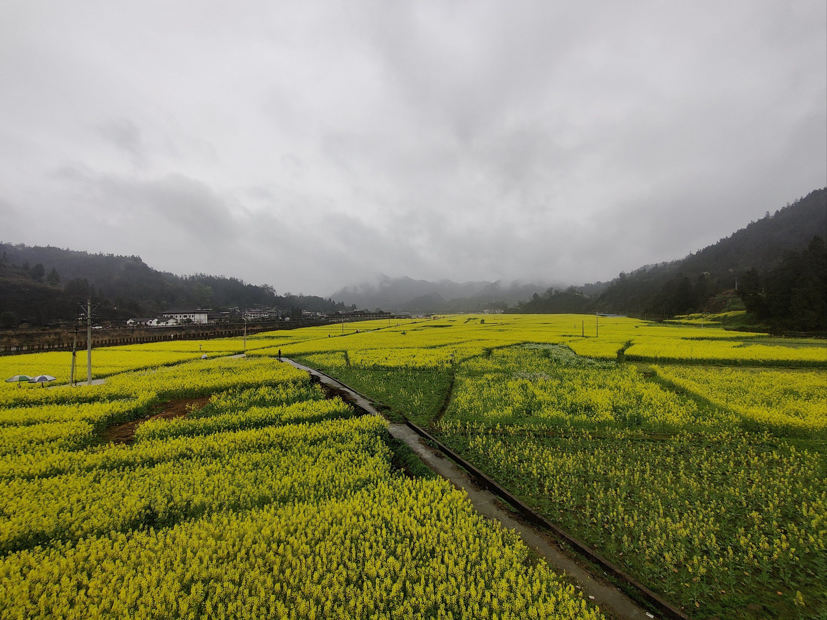 乡村画卷～油菜花海