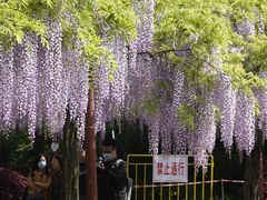 -嘉定紫藤园