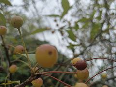 -昆山城市生态森林公园