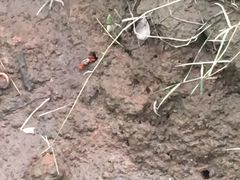 -大亚湾红树林城市湿地公园