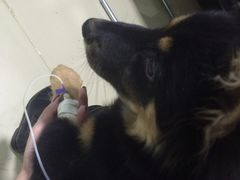 -特一安24小时宠物医院·骨科·中兽医