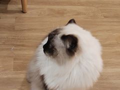 -滚猫咖啡·猫咖·猫友好撸猫(未来城店)