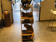 -飞行喵MR PILOT|猫舍·猫咖(静安大融城店)