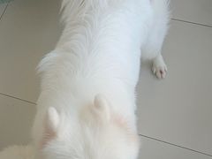 -怪兽屋·羊驼·猫咖·狗咖(俊华广场店)