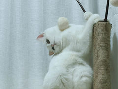-lincat·猫舍(广州店)