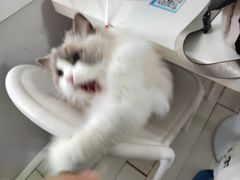 -喵的天空名猫咖啡馆·撸猫·猫舍·用品