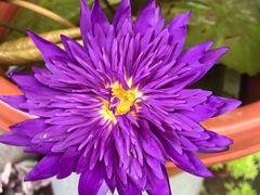 -金科花卉市场