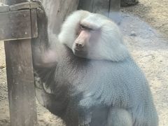 -青藏高原野生动物园