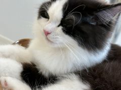 -共舞时光猫咖·狗咖(新街口店)