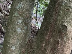 -悉尼蓝山三姐妹峰