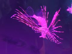 -瑞德姆美人鱼海底演艺主题餐厅(亚龙湾店)