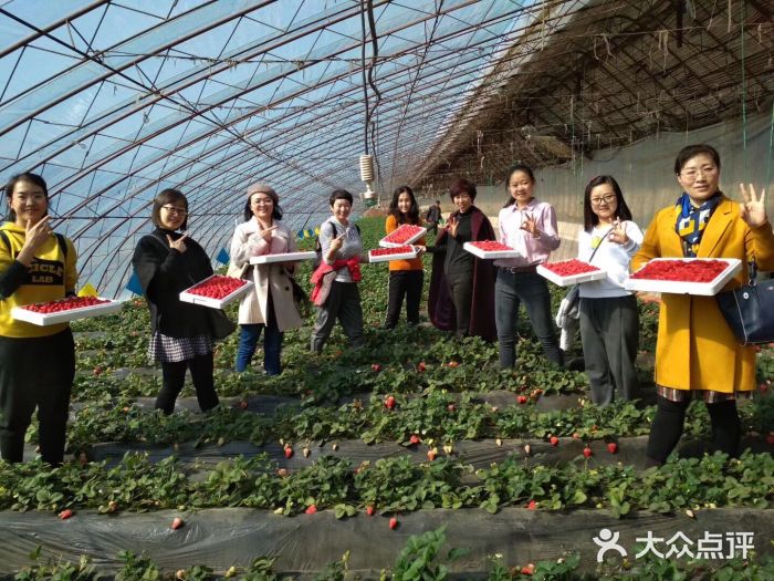 孙吉国九九草莓生态采摘园--环境图片-沈阳休闲娱乐-大众点评网
