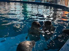 -海合安武汉极地海洋公园
