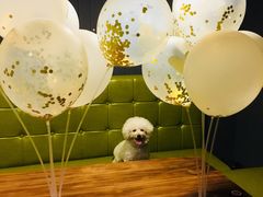 -百好乐宠物友好餐厅(朝外大街店)