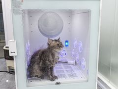 -爱洗澡的猫(天河路店)