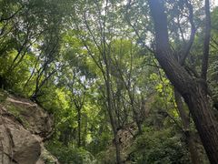 -大岭沟猕猴桃谷风景区