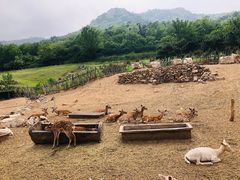 -青岛森林野生动物世界