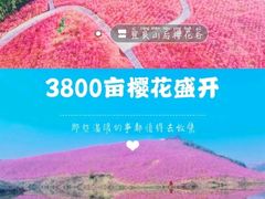 -宜良山后樱花谷