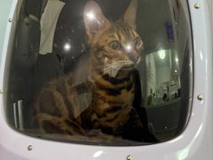 -纳吉亚猫专科动物医院·北北分院
