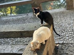 -西园寺