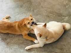 -more than meow吴止猫主题餐厅(承德 中船汇店)