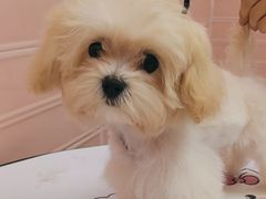 -FAELING PETS美天灵宠物(合生汇店)