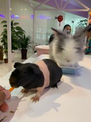 -Moni星球萌宠·小马宝莉·灵蛇·高端高阶全萌宠互动体验俱乐部(红豆国际广场店)