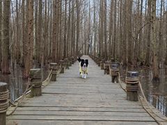 -桤木河湿地公园