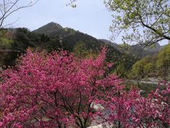 -泰山风景名胜区
