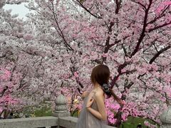 -苏州上方山国家森林公园