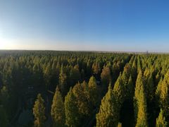 -黄海国家森林公园