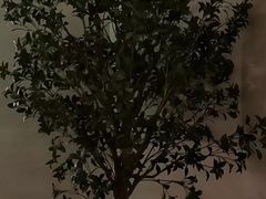 -浅森·龙凤筋SPA·私域调理