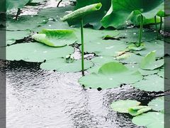 -滆湖低碳生态公园