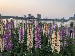 -顺峰山公园