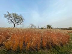 -汉长安城未央宫国家考古遗址公园